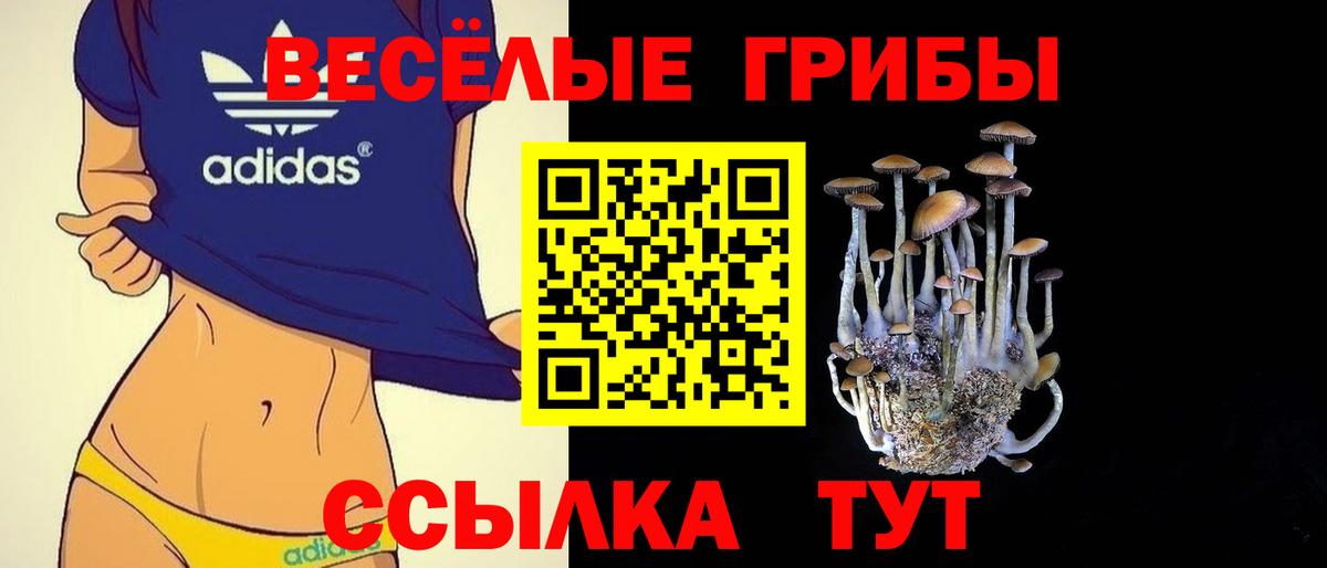 где продают   Галлюциногенные грибы прущие грибы  Вход с VPN  Ржев  Псилоцибиновые грибы Psilocybe 